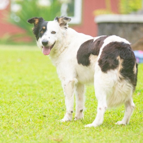 Millie, an adoptable Mixed Breed in Kailua Kona, HI, 96740 | Photo Image 2