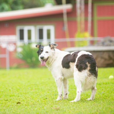 Millie, an adoptable Mixed Breed in Kailua Kona, HI, 96740 | Photo Image 3