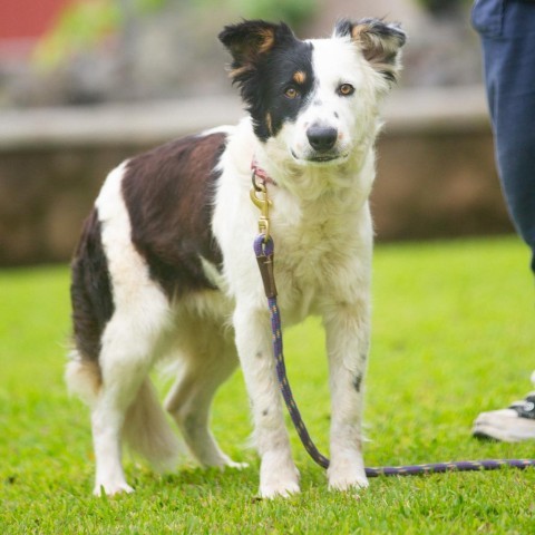 Millie, an adoptable Mixed Breed in Kailua Kona, HI, 96740 | Photo Image 4