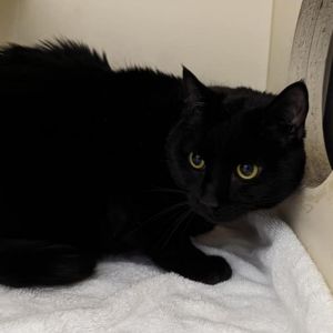 Midnight, Adult Male Domestic Short Hair