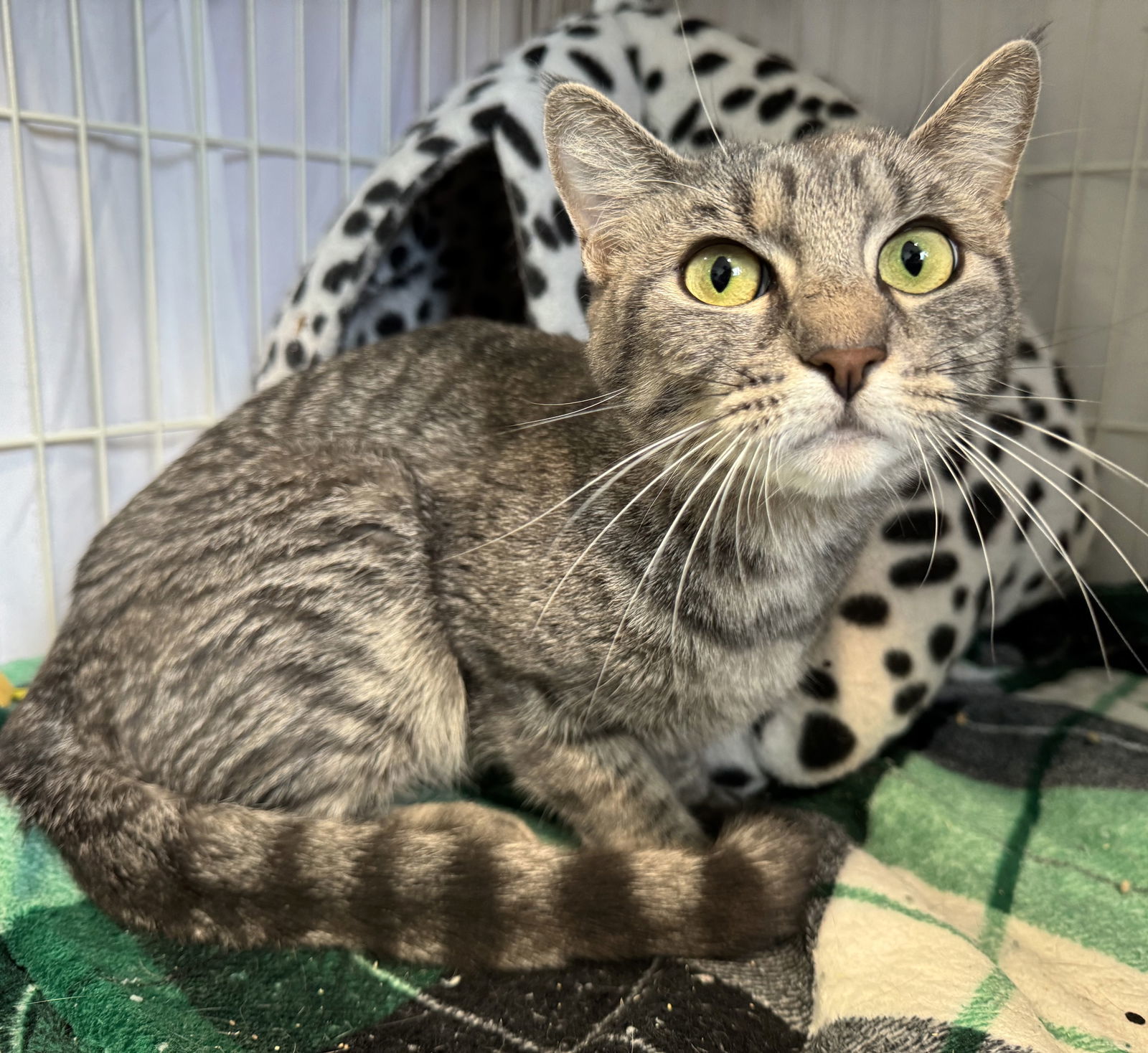 Nal Nal, an adoptable Domestic Short Hair, Tabby in Springfield, OR, 97475 | Photo Image 1