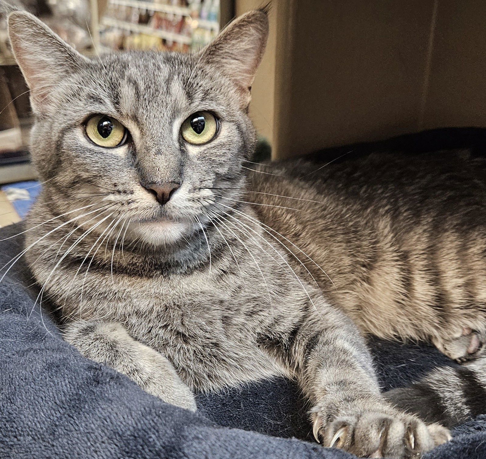 Nal Nal, an adoptable Domestic Short Hair, Tabby in Springfield, OR, 97475 | Photo Image 2