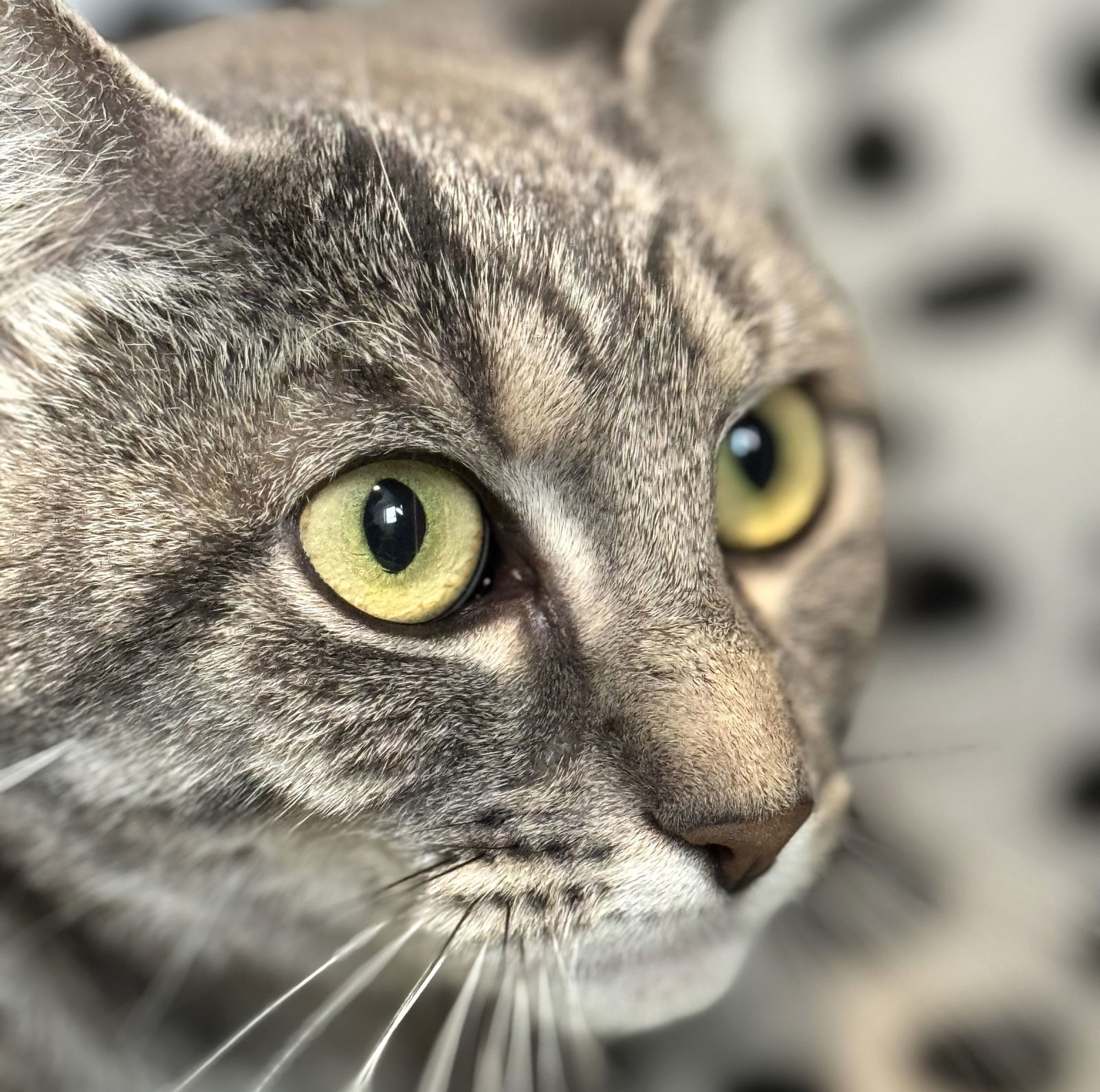 Nal Nal, an adoptable Domestic Short Hair, Tabby in Springfield, OR, 97475 | Photo Image 3