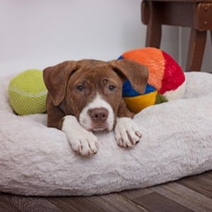 Ramona American Staffordshire Terrier Dog