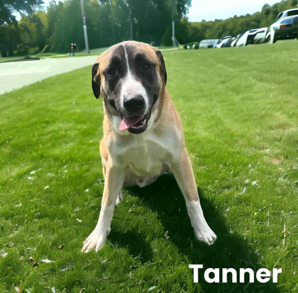 Tanner 1