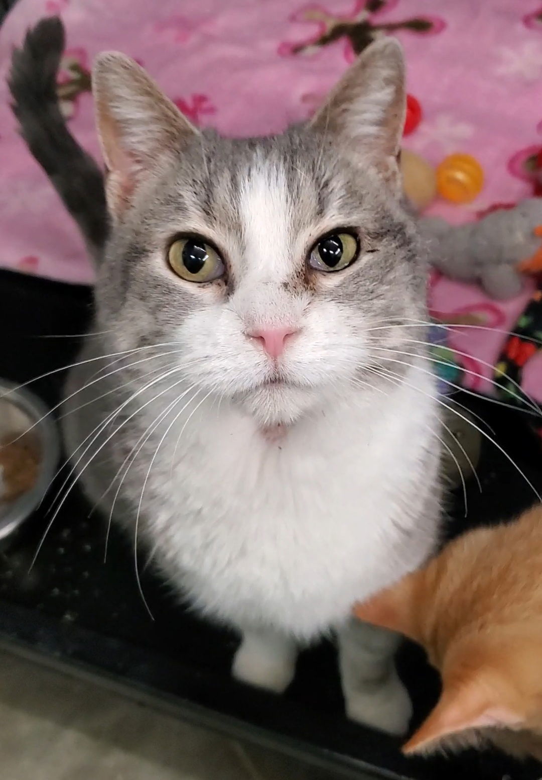 Snot, an adoptable Domestic Short Hair in Estherville, IA, 51334 | Photo Image 1