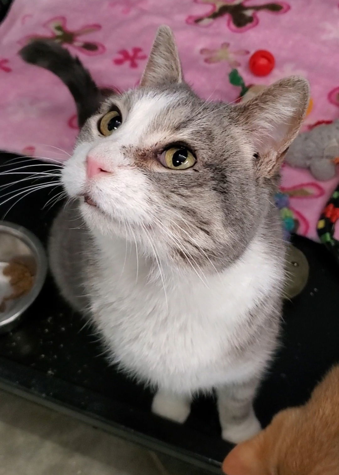 Snot, an adoptable Domestic Short Hair in Estherville, IA, 51334 | Photo Image 2