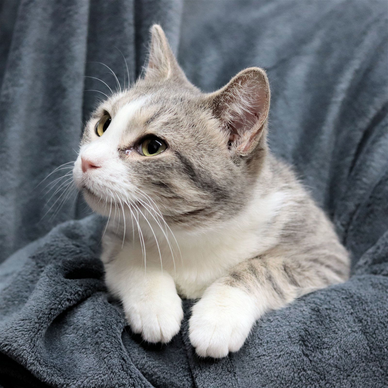 Snot, an adoptable Domestic Short Hair in Estherville, IA, 51334 | Photo Image 3