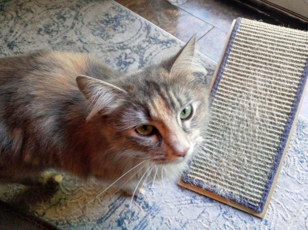 Sophie Jane, an adoptable Domestic Long Hair in Gorham, ME, 04038 | Photo Image 1