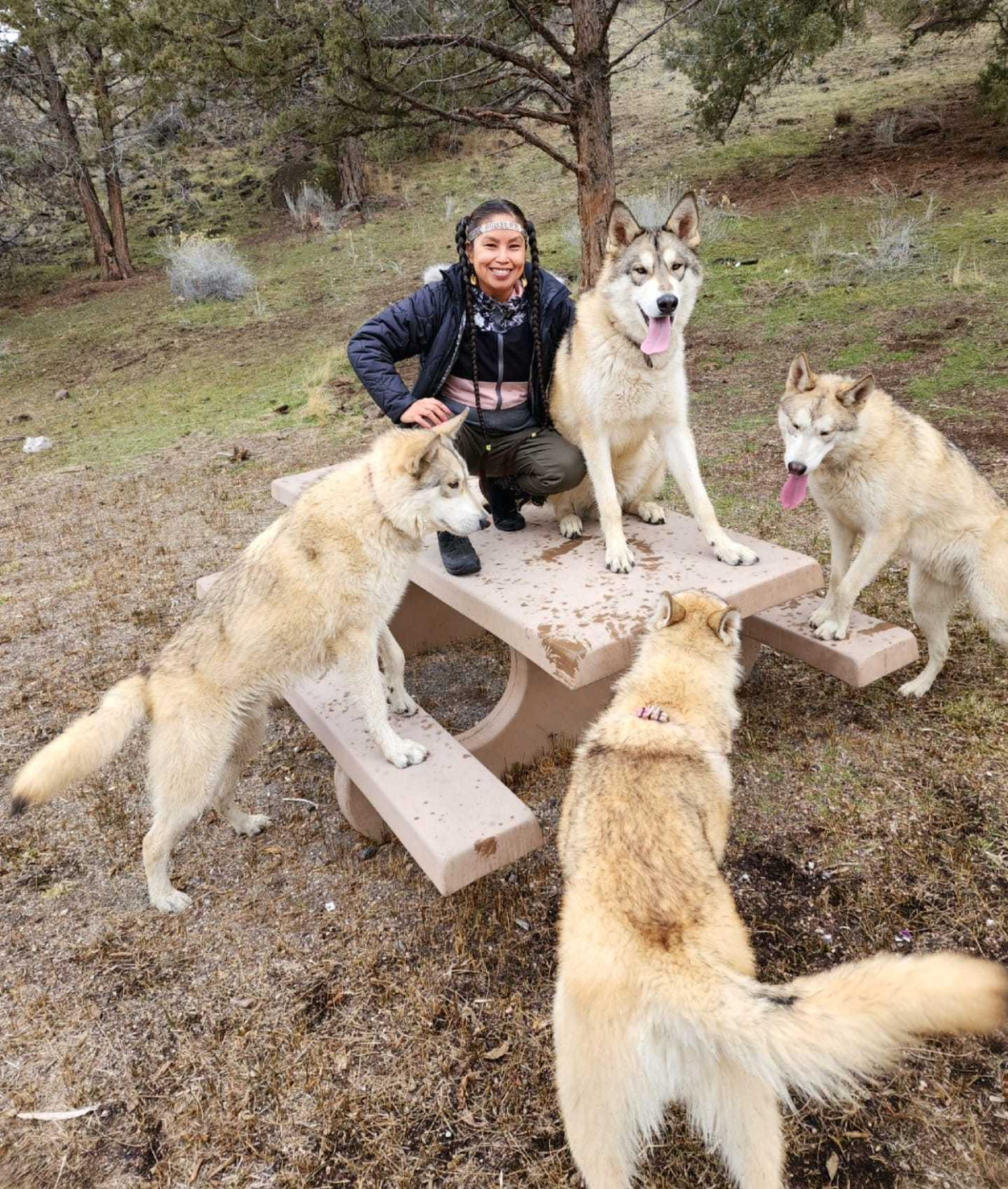 COUTESY POSTING: Paco, an adoptable Alaskan Malamute, German Shepherd Dog in Alturas, CA, 96101 | Photo Image 1