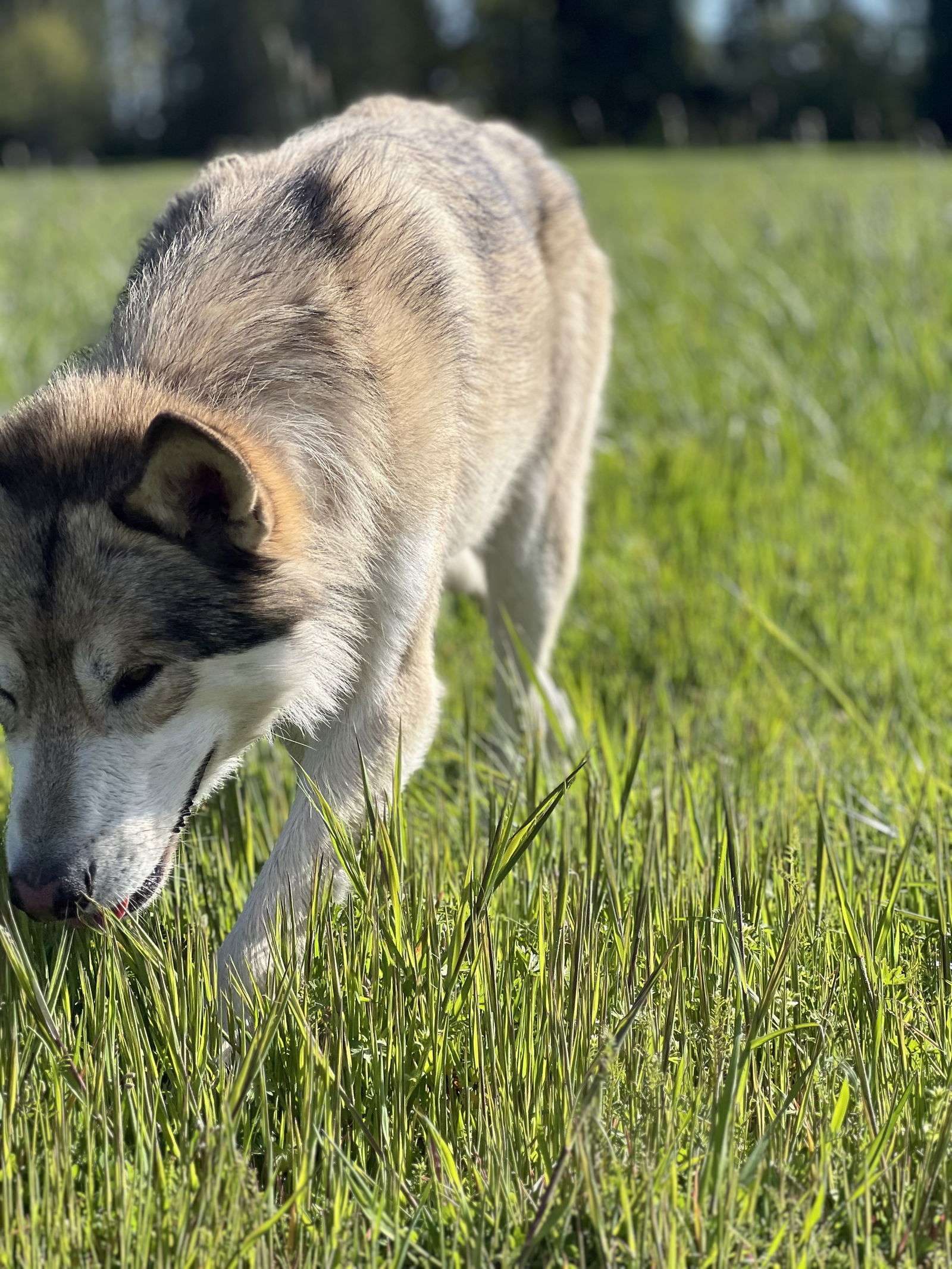 COUTESY POSTING: Paco, an adoptable Alaskan Malamute, German Shepherd Dog in Alturas, CA, 96101 | Photo Image 3