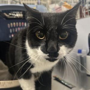 Meet Loki a handsome 3-year-old male cat with a striking black and white coat Loki is as charming 