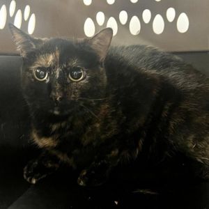 Meet Brownie a lovely 1-year-old tortoiseshell female cat with a captivating personality Brownies