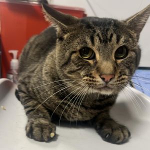 Meet Lightning a striking 2-year-old male brown tabby Lightning is as energetic and lively as his 