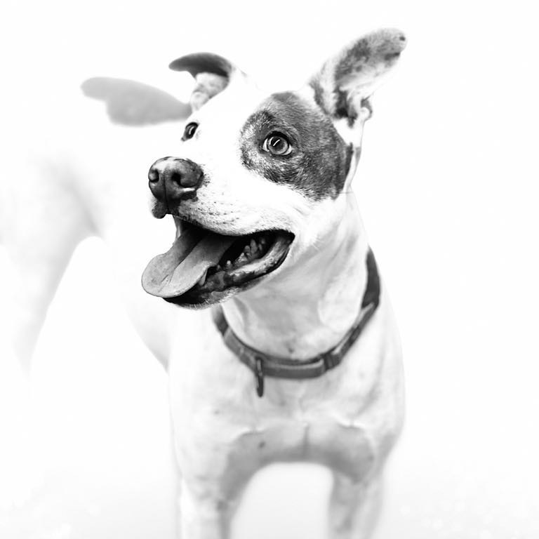 Louie, an adoptable Mixed Breed in South Haven, MI, 49090 | Photo Image 1