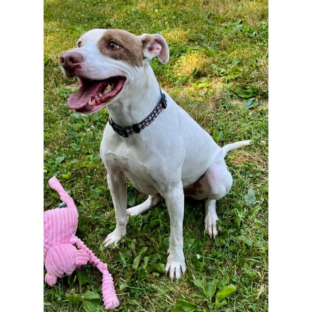 Louie, an adoptable Mixed Breed in South Haven, MI, 49090 | Photo Image 2