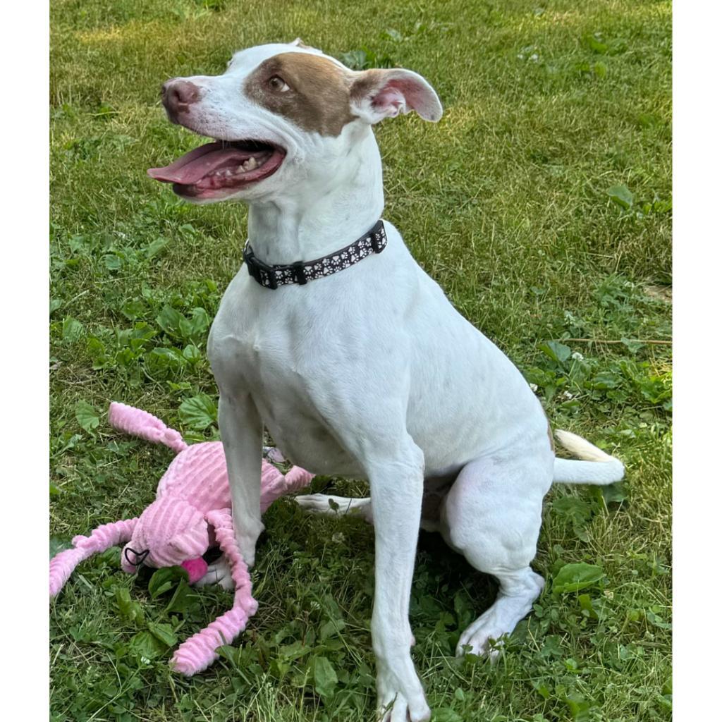 Louie, an adoptable Mixed Breed in South Haven, MI, 49090 | Photo Image 3
