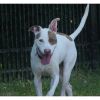 Louie photo 3
