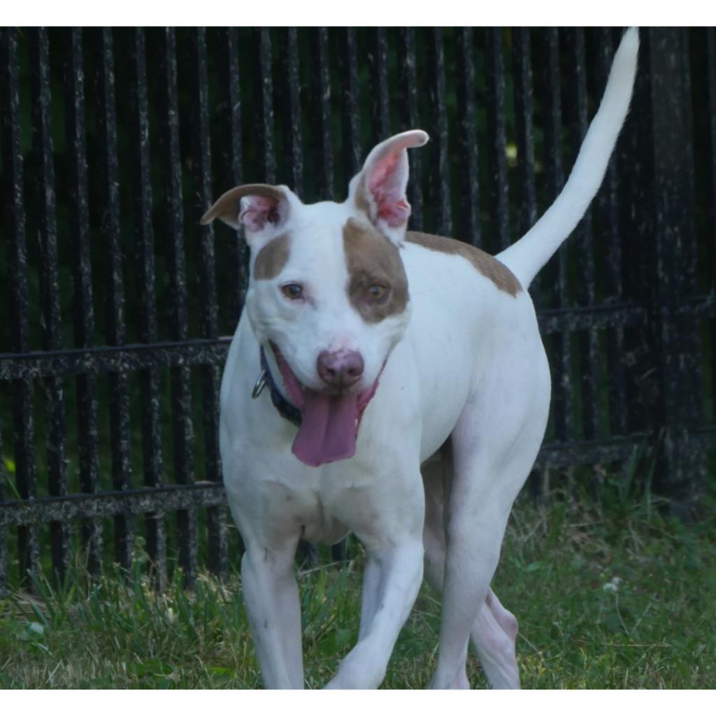 Louie, an adoptable Mixed Breed in South Haven, MI, 49090 | Photo Image 4