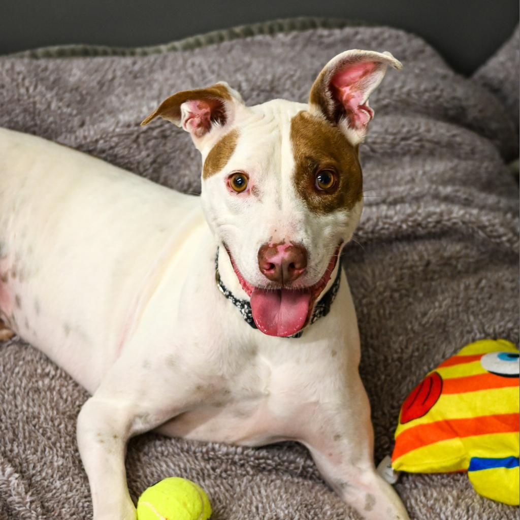 Louie, an adoptable Mixed Breed in South Haven, MI, 49090 | Photo Image 5