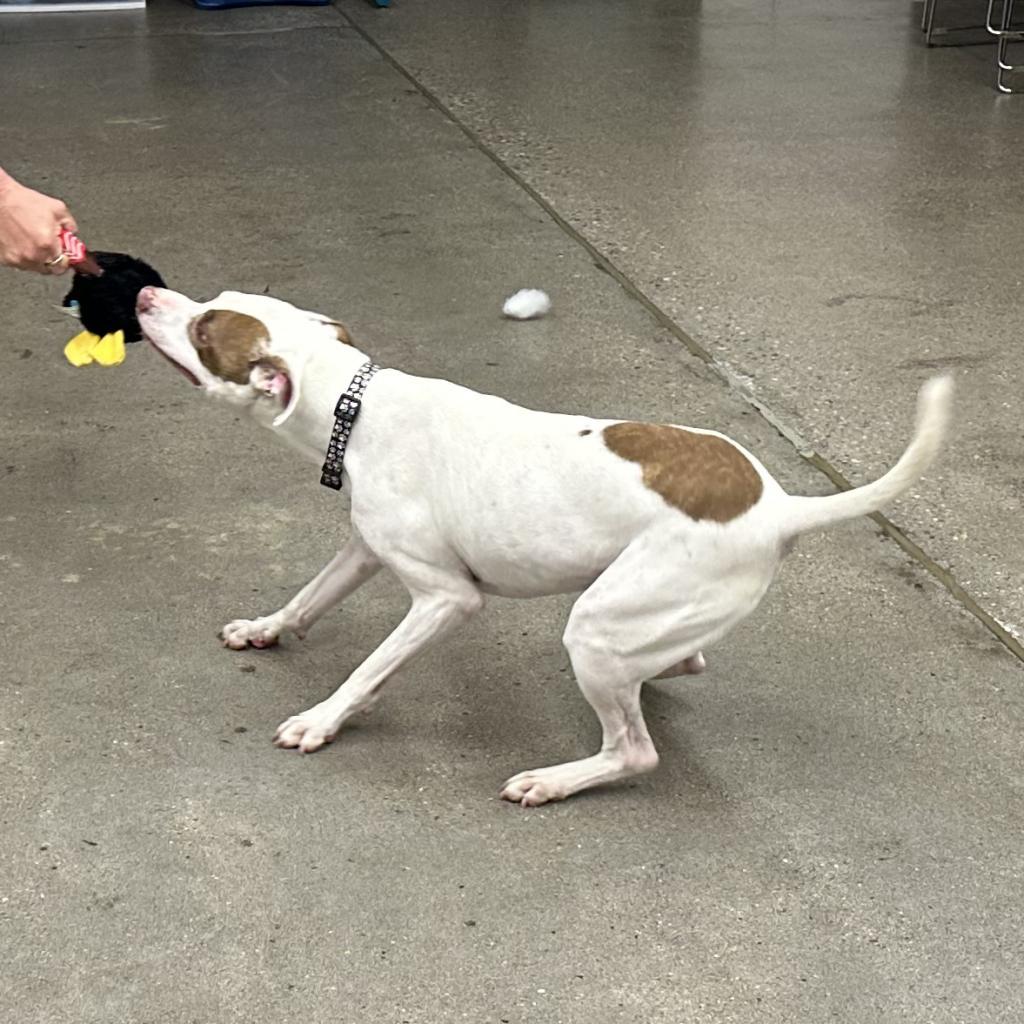 Louie, an adoptable Mixed Breed in South Haven, MI, 49090 | Photo Image 6