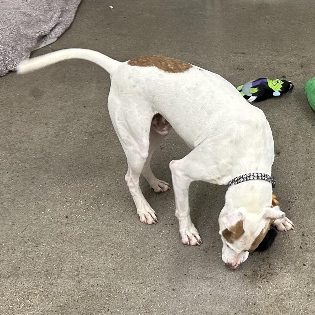 Louie, an adoptable Mixed Breed in South Haven, MI, 49090 | Photo Image 6