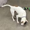 Louie photo 6