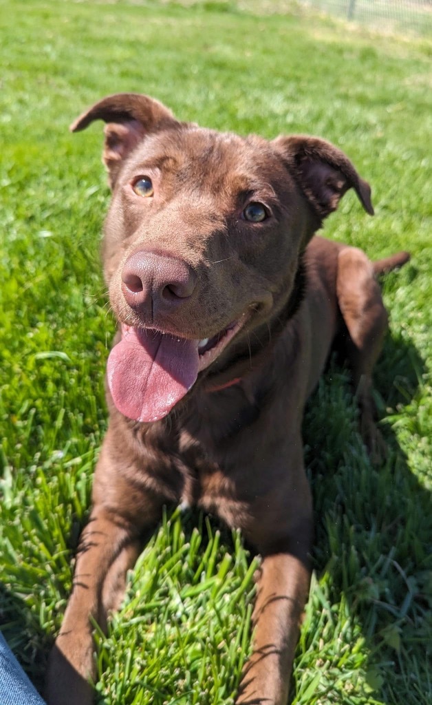Freya, an adoptable Chocolate Labrador Retriever, Affenpinscher in Camden, TN, 38320 | Photo Image 1