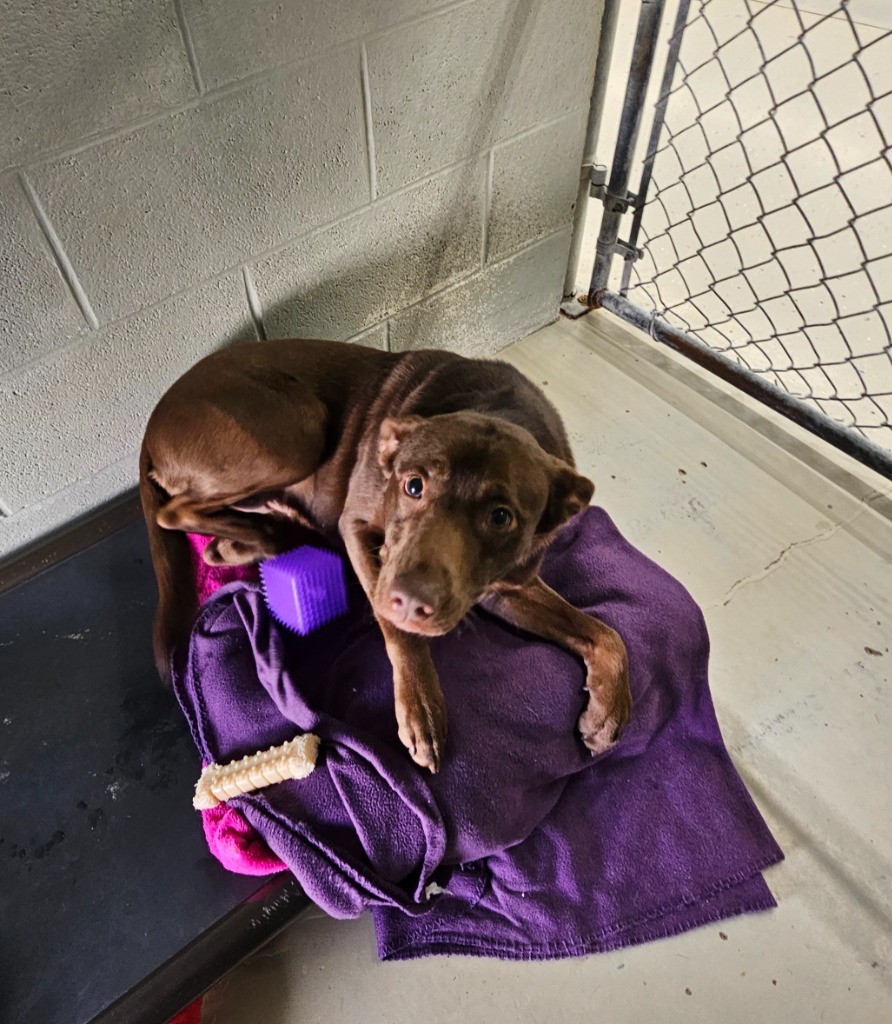 Freya, an adoptable Chocolate Labrador Retriever, Affenpinscher in Camden, TN, 38320 | Photo Image 2