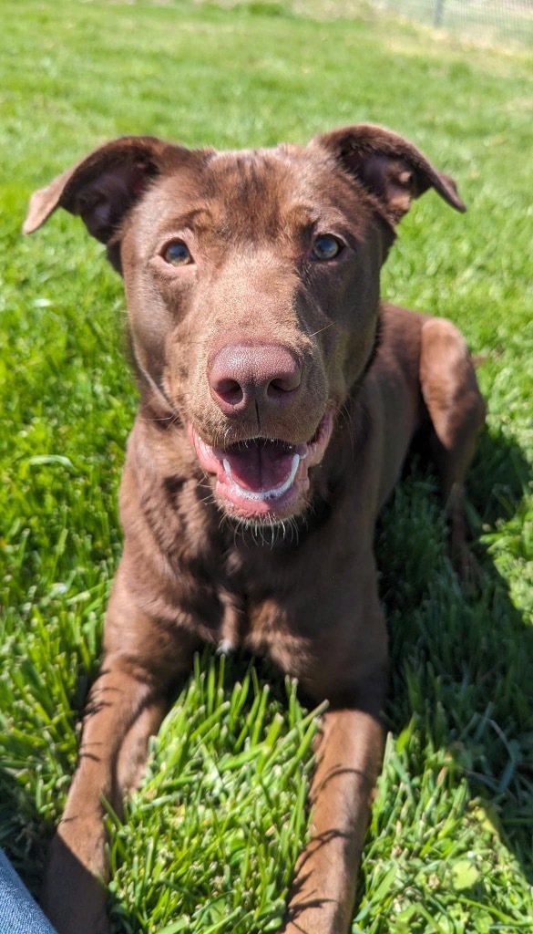 Freya, an adoptable Chocolate Labrador Retriever, Affenpinscher in Camden, TN, 38320 | Photo Image 3