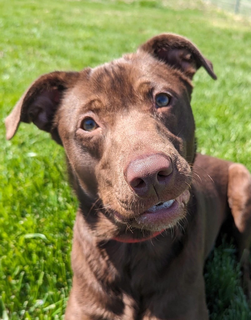 Freya, an adoptable Chocolate Labrador Retriever, Affenpinscher in Camden, TN, 38320 | Photo Image 4