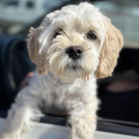 Nikki, an adoptable Cockapoo, Poodle in Fort Collins, CO, 80527 | Photo Image 1