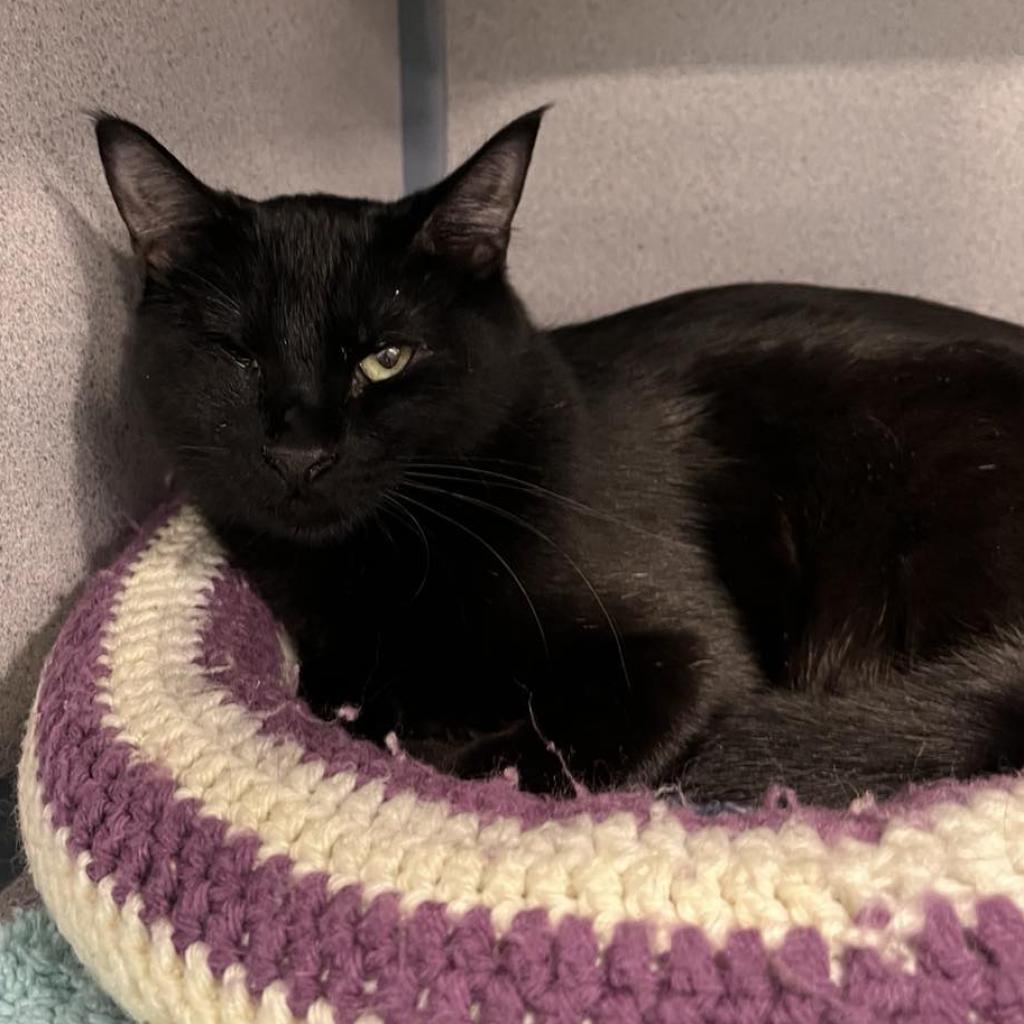 Pirate, an adoptable Domestic Short Hair in Sheridan, WY, 82801 | Photo Image 1