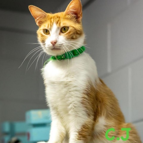 Colby Jack, an adoptable Domestic Short Hair in Enterprise, AL, 36330 | Photo Image 1