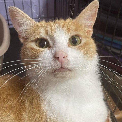 Colby Jack, an adoptable Domestic Short Hair in Enterprise, AL, 36330 | Photo Image 3