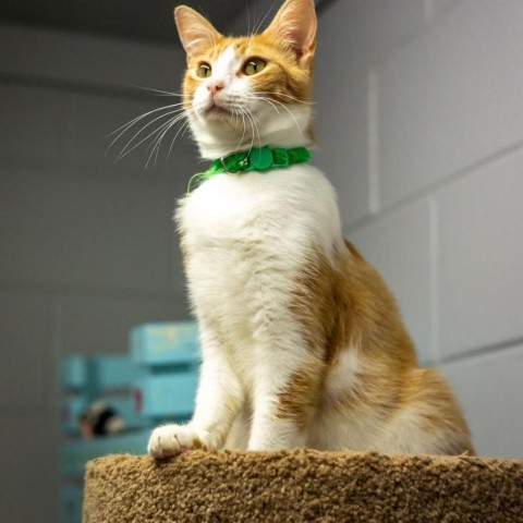 Colby Jack, an adoptable Domestic Short Hair in Enterprise, AL, 36330 | Photo Image 4