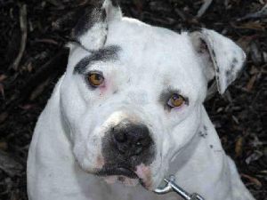 Please contact Cindy doggirl1earthlinknet for more information about this petEnglish BulldogAm