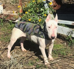 Billie is an extraordinary Bull Terrier for the Bull Terrier enthusiast He is looking for a job to 