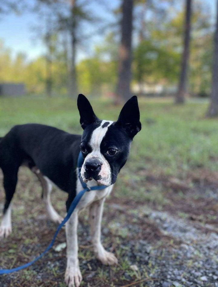 Dog for adoption Tux a Boston Terrier Mix in Wheaton IL