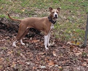 Lemoja - IN FOSTER, Adult Female Mixed Breed