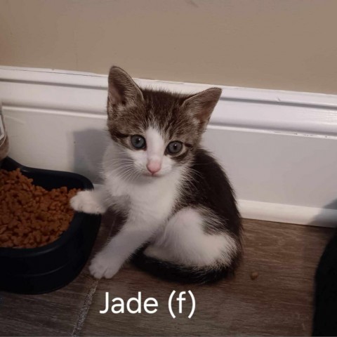 Jade 1