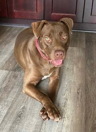 Wilson, an adoptable Labrador Retriever in Hartsville, SC, 29550 | Photo Image 1
