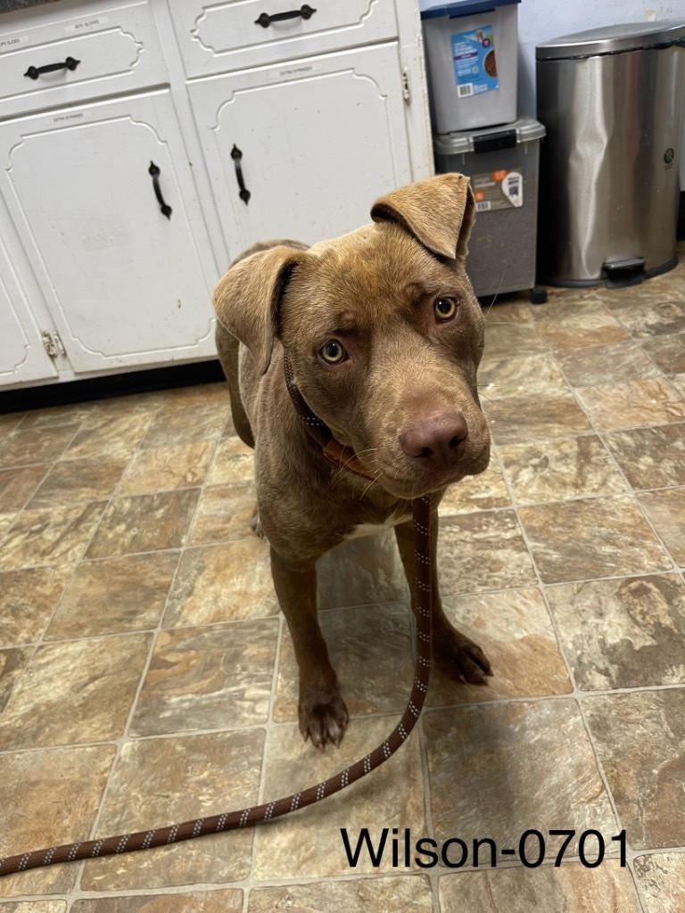 Wilson, an adoptable Labrador Retriever in Hartsville, SC, 29550 | Photo Image 2