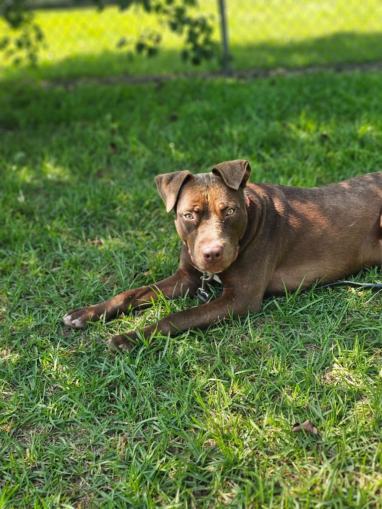 Wilson, an adoptable Labrador Retriever in Hartsville, SC, 29550 | Photo Image 3