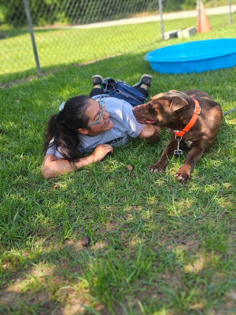 Wilson, an adoptable Labrador Retriever in Hartsville, SC, 29550 | Photo Image 4