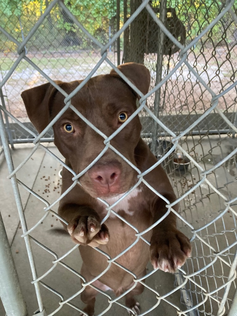 Wilson, an adoptable Labrador Retriever in Hartsville, SC, 29550 | Photo Image 5