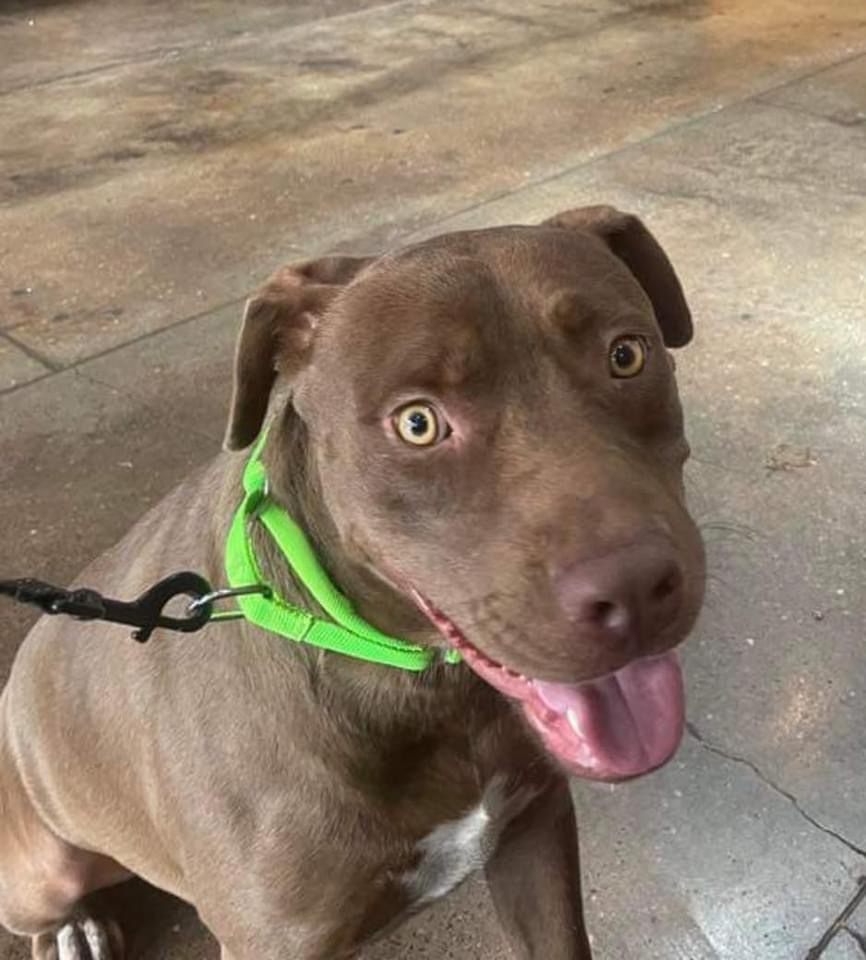 Wilson, an adoptable Labrador Retriever in Hartsville, SC, 29550 | Photo Image 6