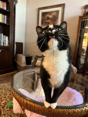 You can fill out an adoption application online on our official websiteZorro is a super sweet kitty