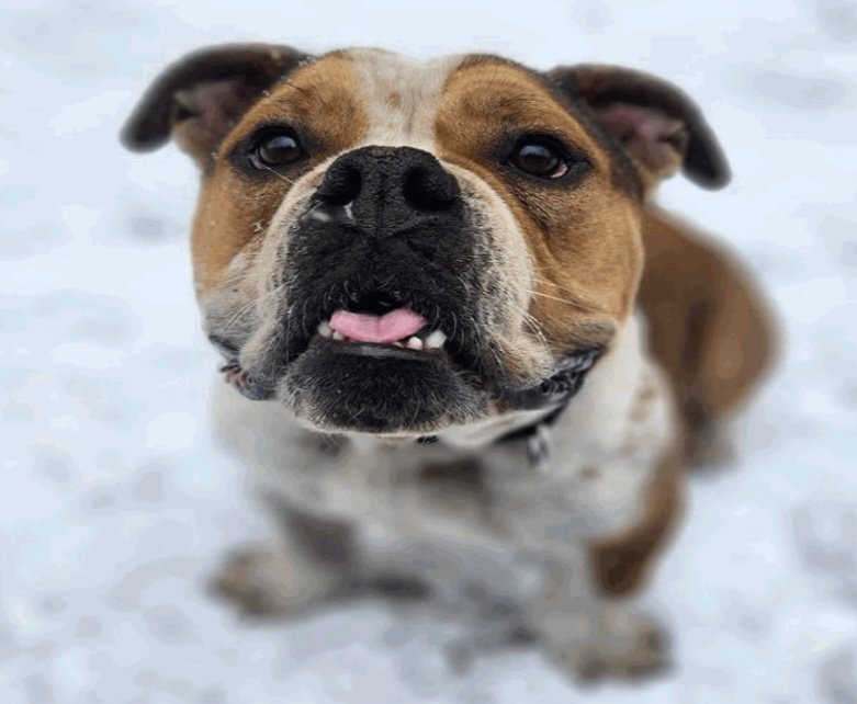 Chubbs, an adoptable English Bulldog in Duluth, MN, 55807 | Photo Image 1