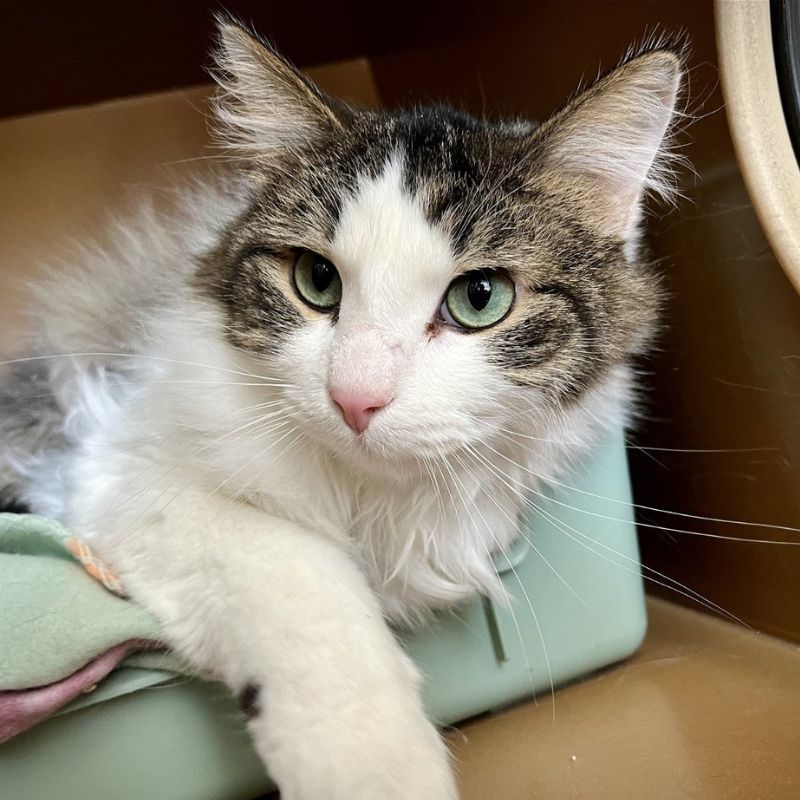 Tootsie, an adoptable Domestic Long Hair in Laramie, WY, 82073 | Photo Image 1